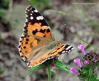 Vanessa Cardui - Belladonna
