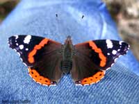  Vanessa atalanta che si è posata su una gamba