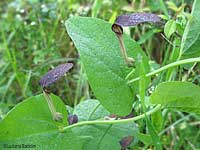 pianta nutrice della poliìyxena - Aristolochia