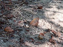Maniola jurtina scura