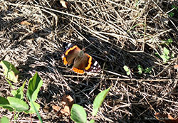  Vanessa atalanta