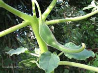 Proboscidea louisianica - baccello Proboscidea louisianica - baccello