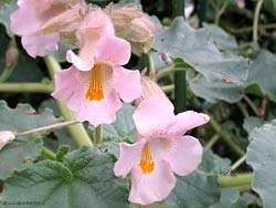 fiori di Proboscidea louisiana
