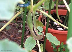 baccello Proboscidea louisiana baccello Proboscidea louisiana