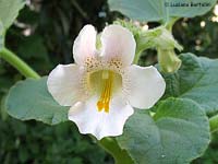 Fiore di Proboscidea louisianica