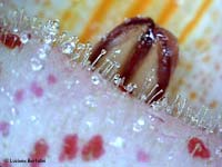 Dentro al fiore di Proboscidea louisianica