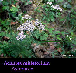 Achillea millefolium