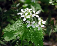 Fiore di Alliara petiolata