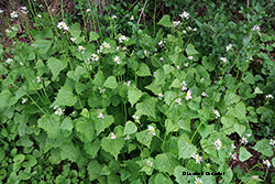 piante di Alliara