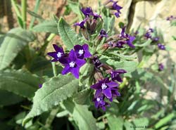 fiori di Anchusa undulata - Buglossa ondulata