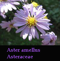 fiore di Aster Amellus - Cielo stellato