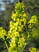Barbarea vulgaris