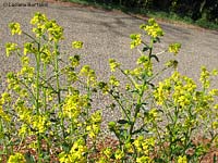 Barbarea vulgaris