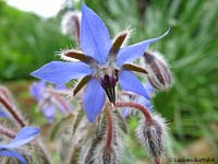 Fiore di Boraggine