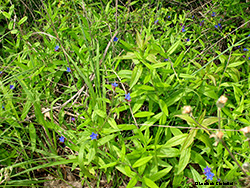 Erba perla Azzurra - Buglossoides purpurocaerulea
