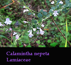 Nepetella