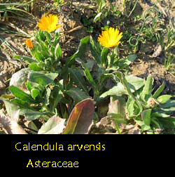 Calendula arvensis - Fiorrancio selvatico