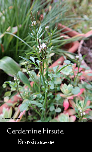 Cardamine hirsuta