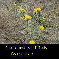 Centaurea solstitialis la Calcatreppola gialla