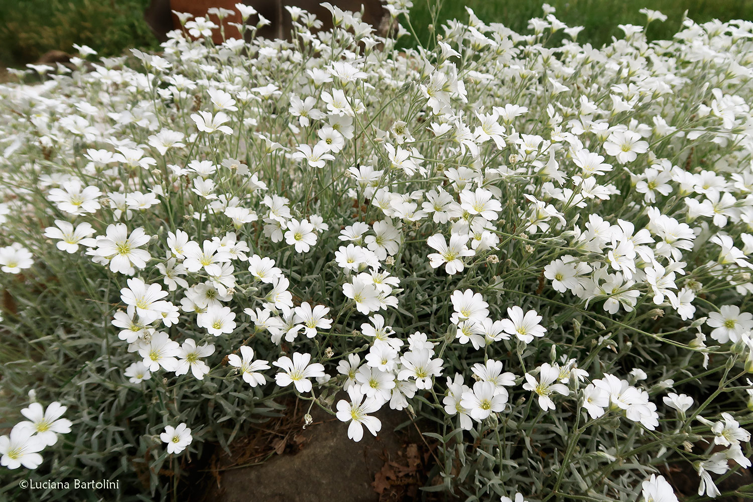 Cerastium tomentosum - peverina tomentosa - Caryophyllaceae