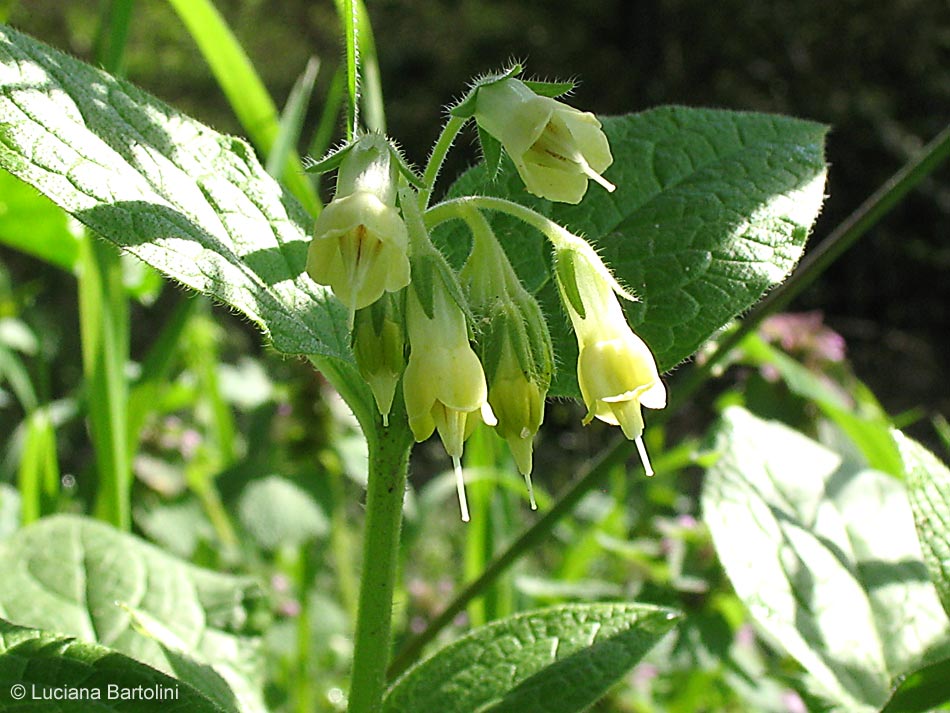 Symphytum bulbosum - Consolida minore - Boraginaceae