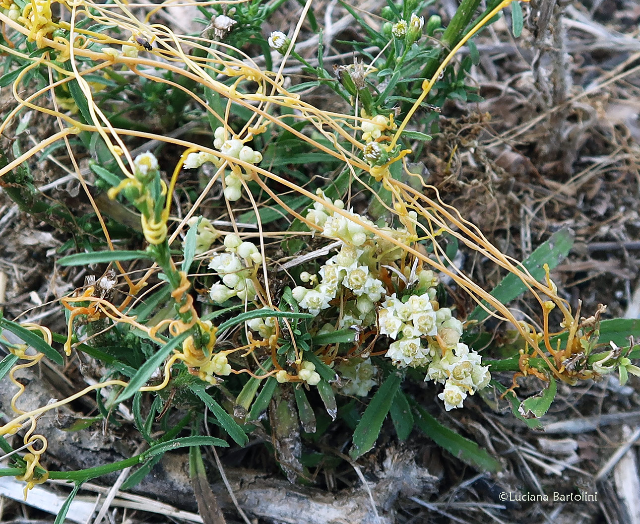 Cuscuta europaea - Cuscuta europea - Convolvulacee