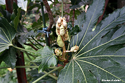 Fatsia japonica - pianta con boccioli 