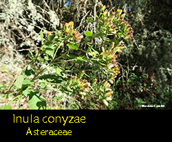 Inula conyzae