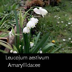 Leucojum aestivum