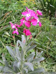 Matthiola incana