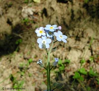 Myosotis sp. - non ti scordar di me