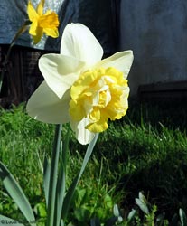 Narciso bianco doppio