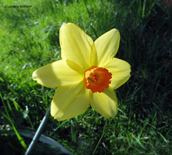 Narciso dai petali gialli