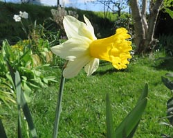 Narciso trombone