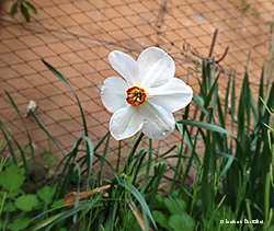 Narcissus poeticus