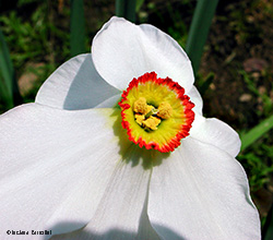 Narciso bianco selvatico