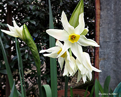 Narciso