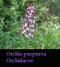 Orchidea Orchis purpurea