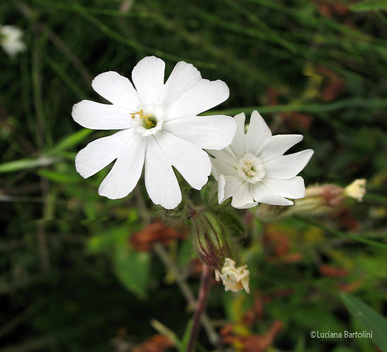 Silene alba - Silene bianca - Caryophyllaceae