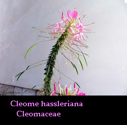 Tarenaya hassleriana / Cleome hassleriana - Cleomaceae