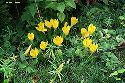 Zafferanastro giallo