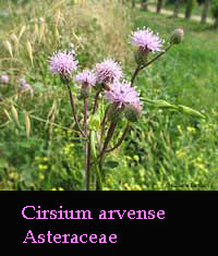 fiori di Cirsium arvense