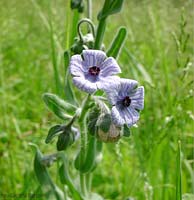 Cynoglossum creticum