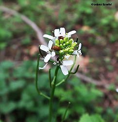 Fiore di Alliaria petiolata Fiore di Alliaria petiolata