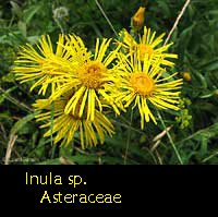 fiore dell'asteracee inula sp.