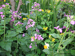 Lunaria e celidonia