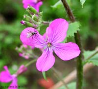 Lunaria fiore