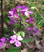 Lunaria annua