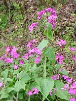 Lunaria pianta intera