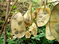 Lunaria - frutti